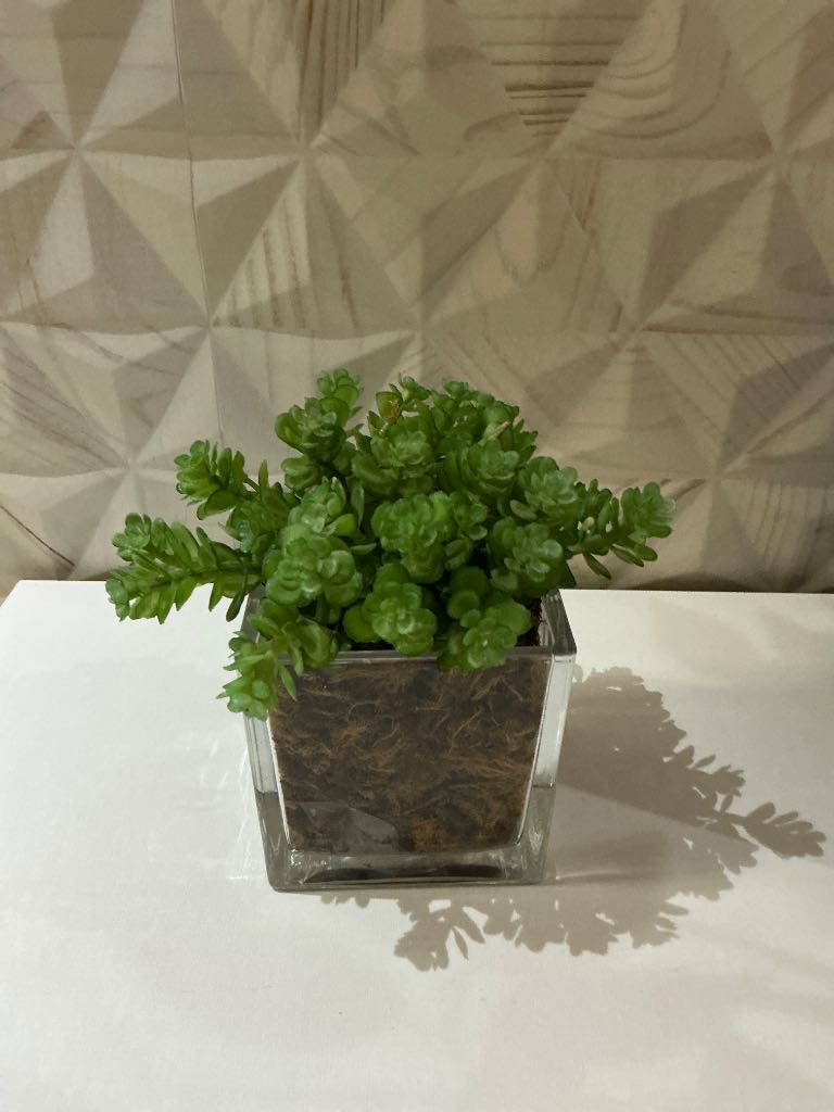 PLANTA VERDE VIDRO