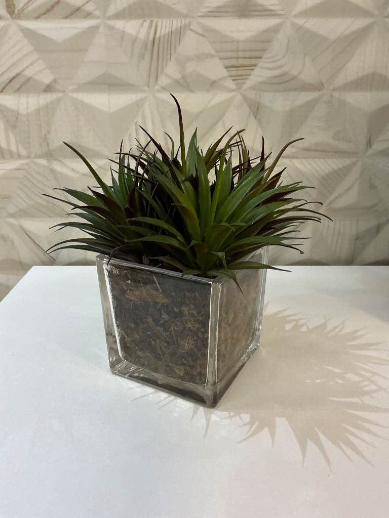 PLANTA ROXA VIDRO