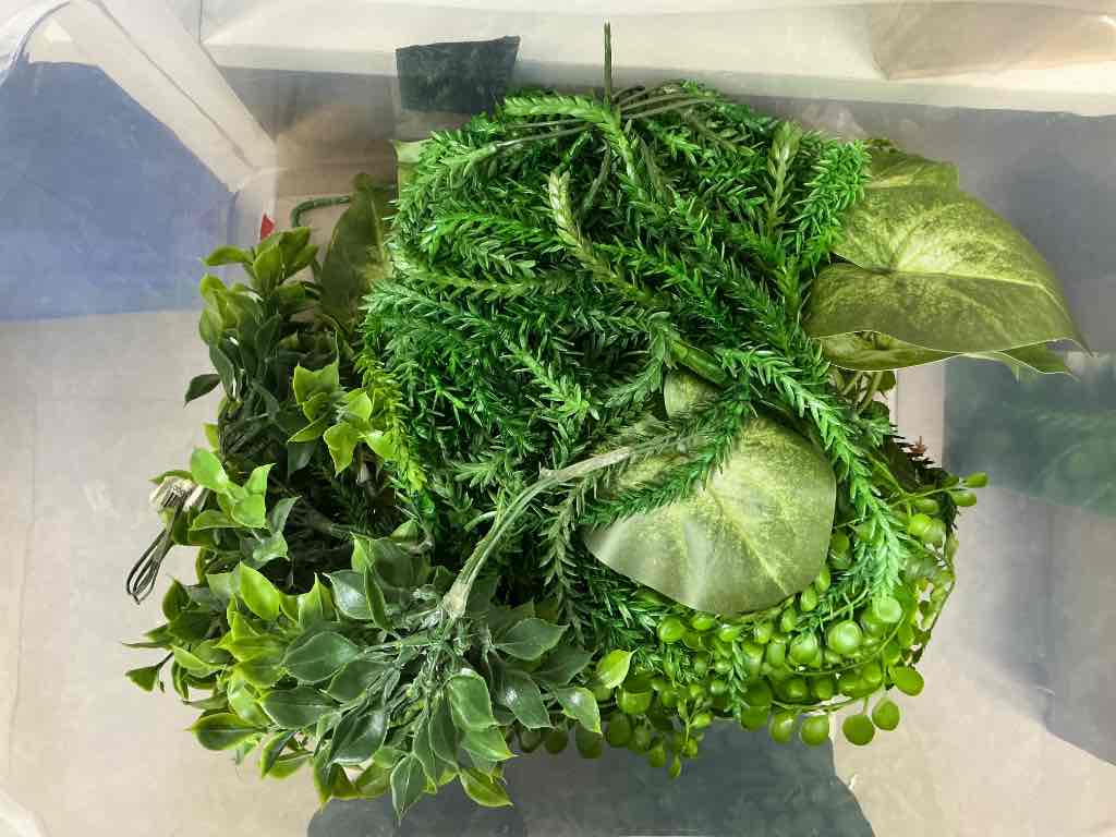 PLANTAS DIVERSAS